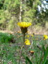 Tussilago Farfara
